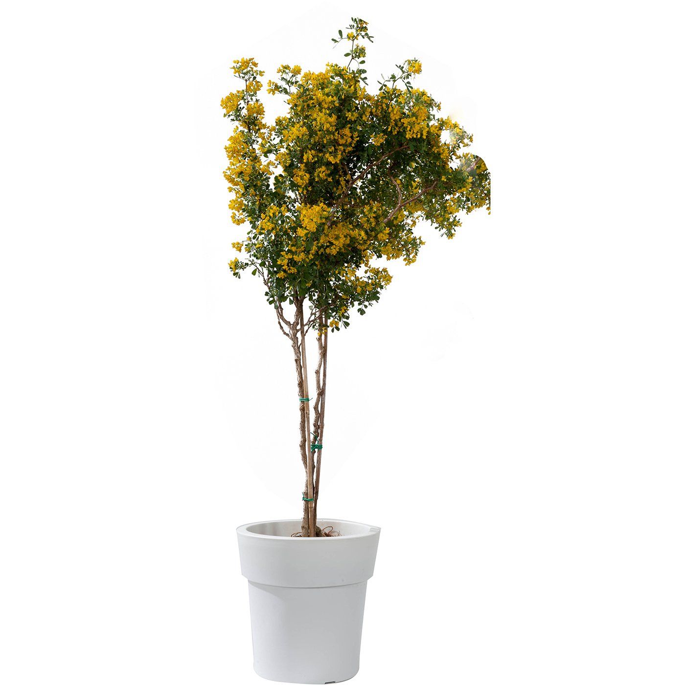 Γλάστρα LINEA λευκή 45x24cm - floating thumbnail