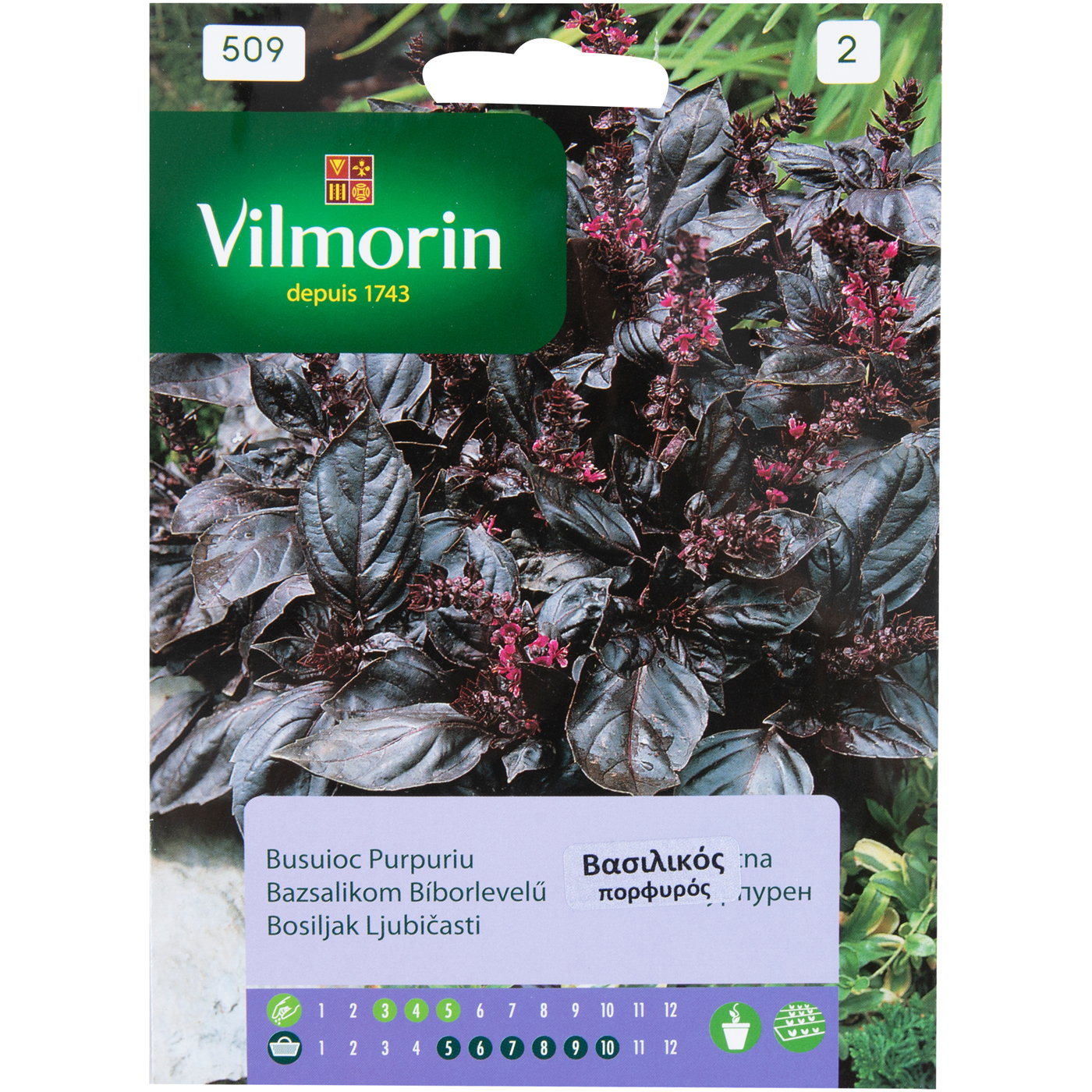 Σπόροι Βασιλικού πορφυροί - floating thumbnail